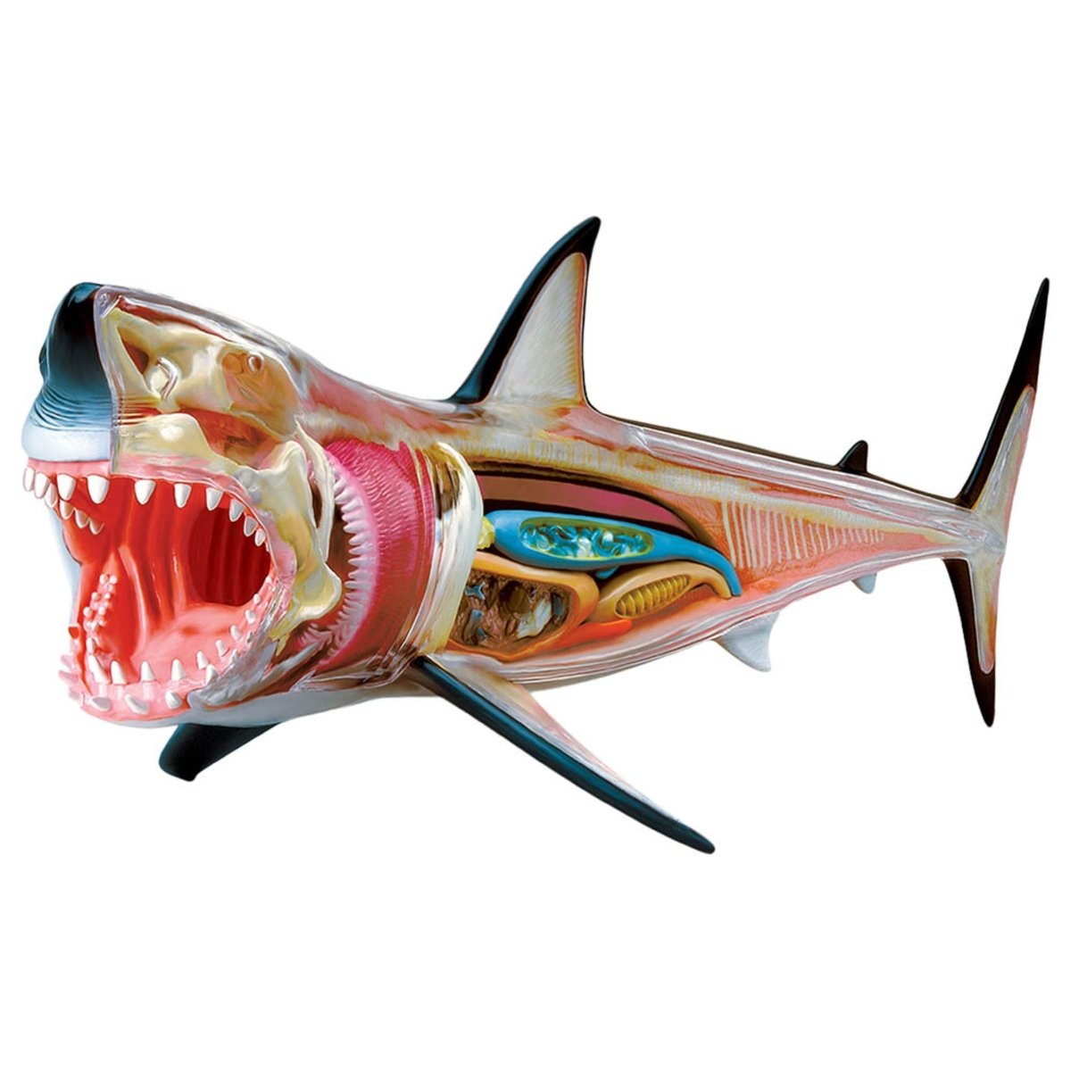 4D GREAT WHITE SHARK ANATOMY - Premium for Kids in Qatar | Toysaro.com